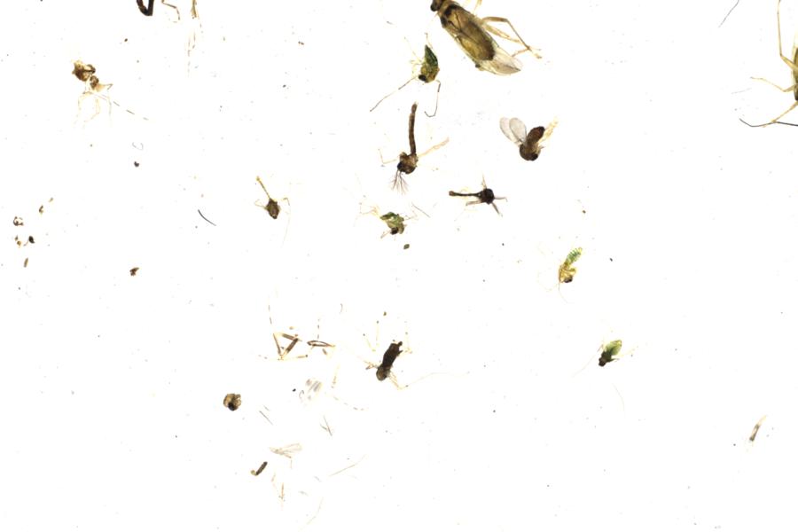 Image 10